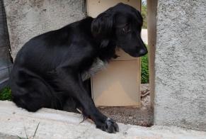 Discovery alert Dog Female Cuttoli-Corticchiato France