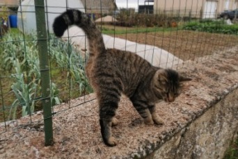 Discovery alert Cat Unknown Villemaury France