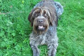 Disappearance alert Dog  Male , 11 years Saint-Senoch France