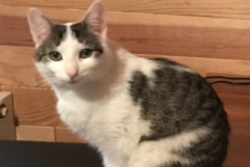 Disappearance alert Cat miscegenation Female , 1 years Lesperon France