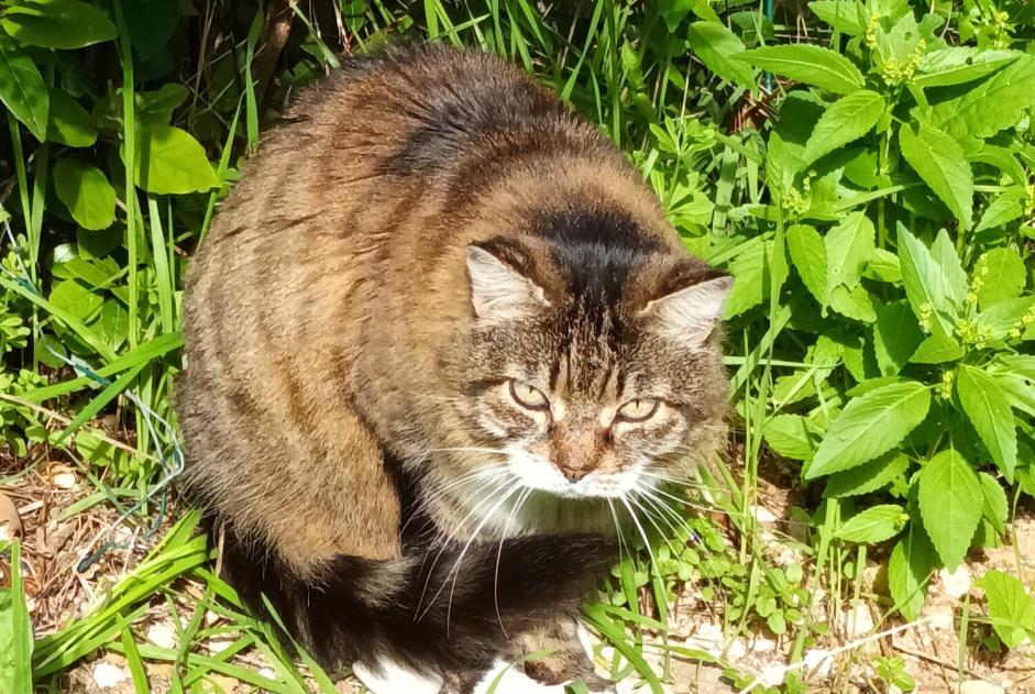 Discovery alert Cat Unknown Marseille France