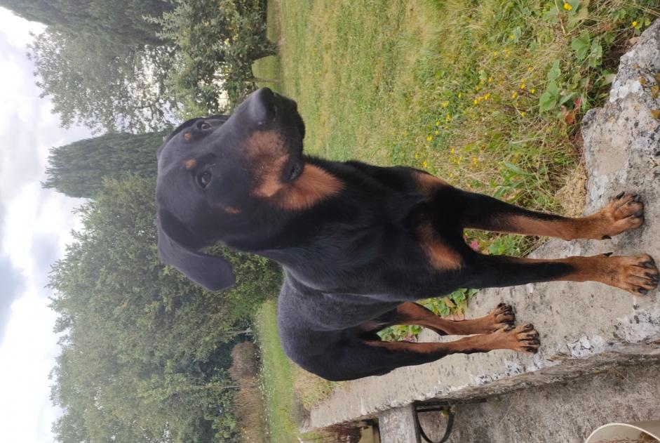 Disappearance alert Dog  Male , 3 years Melun France