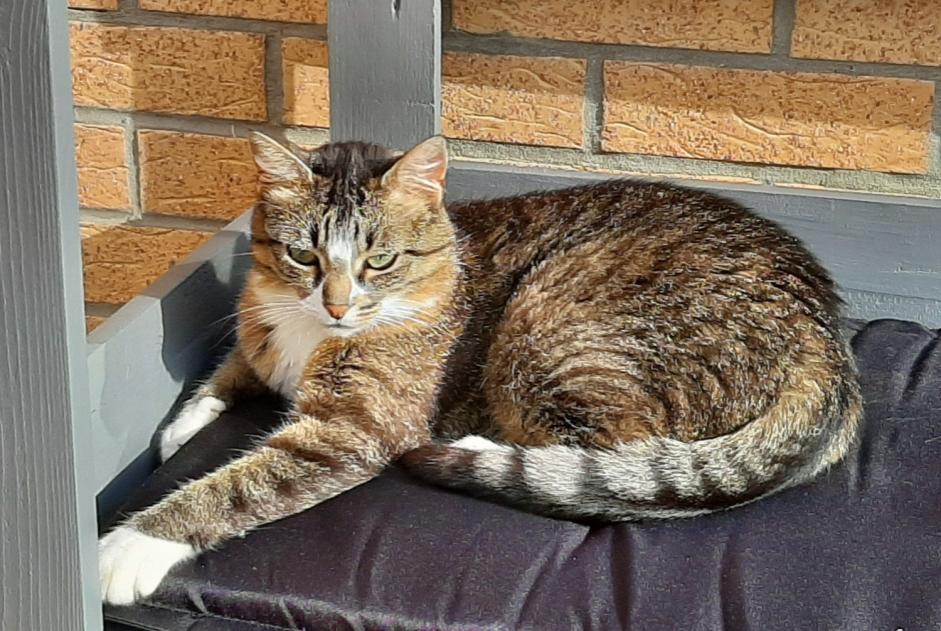 Disappearance alert Cat  Female , 9 years Leffrinckoucke France