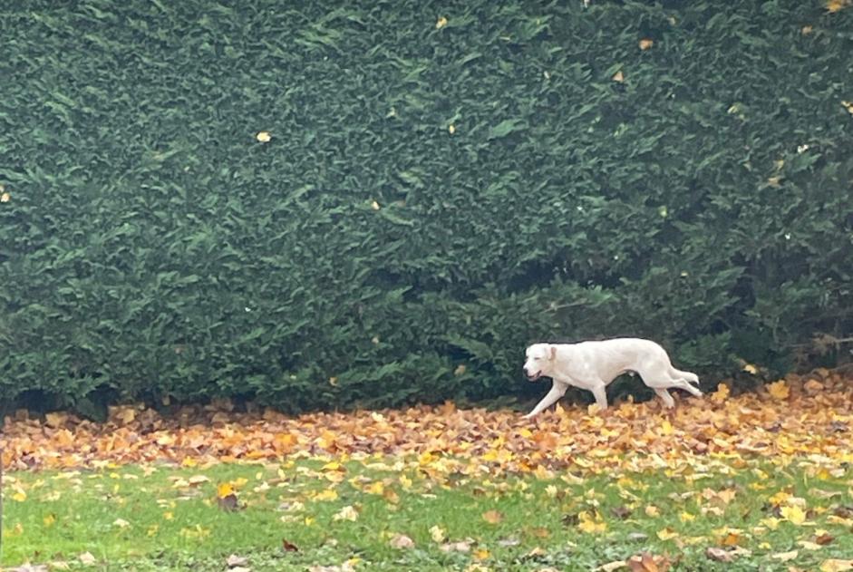 Discovery alert Dog  Male Angoulême France