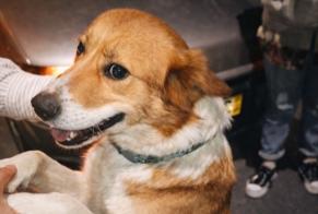 Discovery alert Dog miscegenation Female Vila Nova de Gaia Portugal