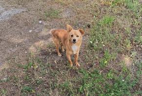 Discovery alert Dog Male Setúbal Portugal