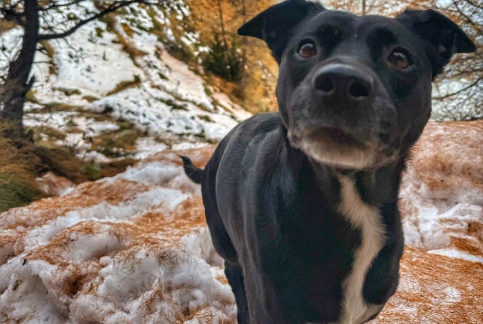 Dog Gone in Faro (, Portugal)  - disappearance  Pet Alert  alert #374805