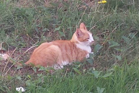 Alerta de Desaparición Gato  Macho , 16 años Fleury-Mérogis Francia