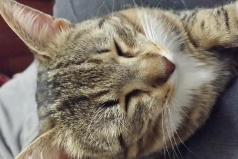 Alerta de Desaparición Gato Hembra , 8 años Esvres Francia