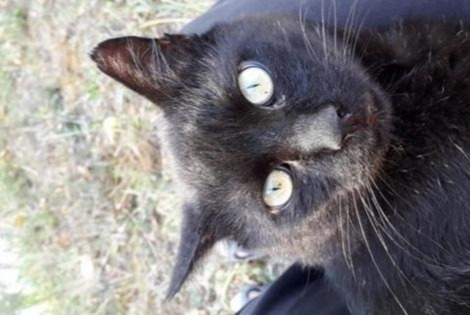 Alerta de Desaparición Gato Macho , 14 años La Devise Francia