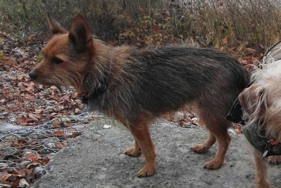 Alerta de Desaparición Perro cruce Hembra , 17 años Kunheim Francia