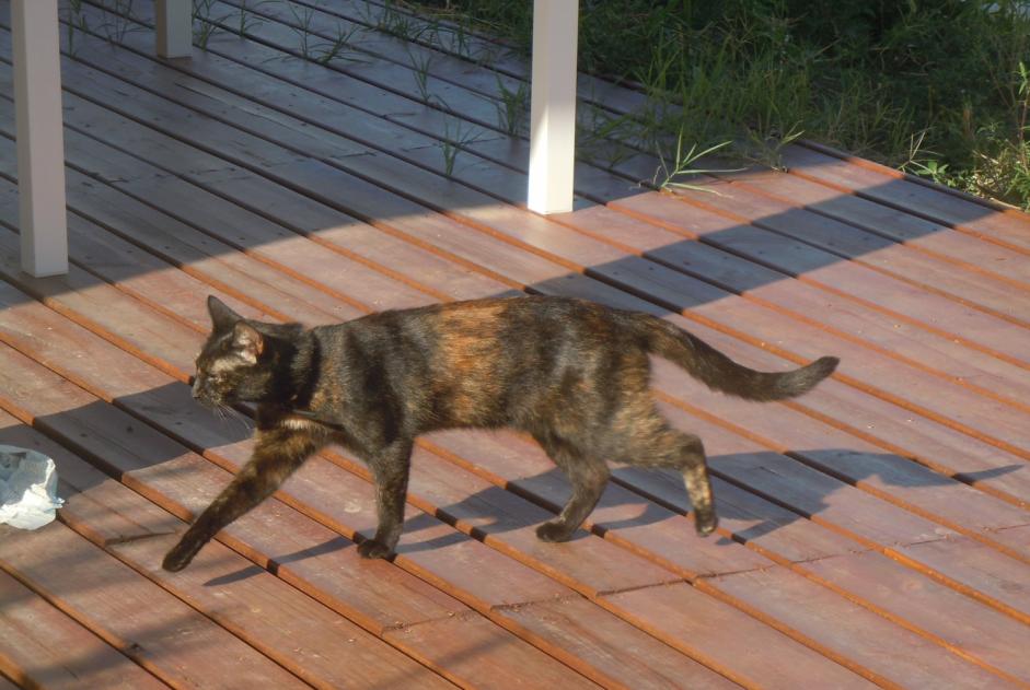 Alerta de Desaparición Gato  Hembra , 8 años Pusignan Francia