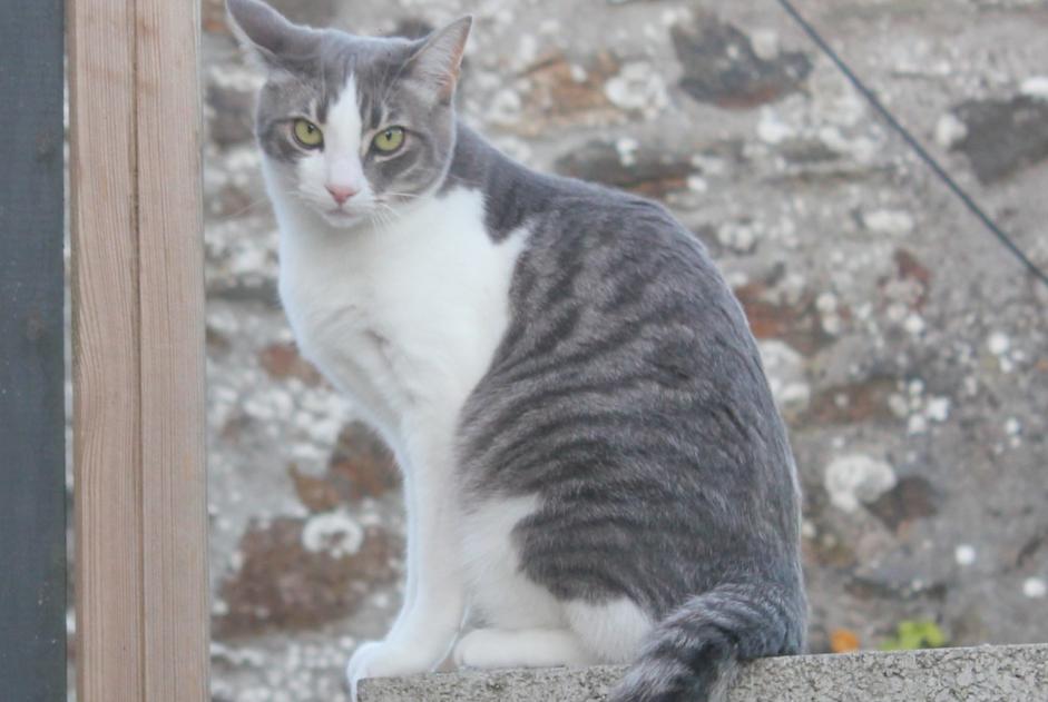 Alerta de Desaparición Gato Macho , 8 años Hanvec Francia