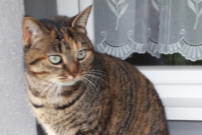 Alerta de Desaparición Gato  Hembra , 7 años Faches-Thumesnil Francia