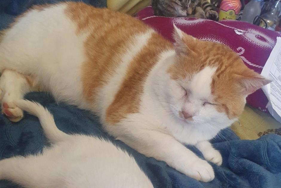 Alerta de Desaparición Gato Macho , 9 años Guignen Francia