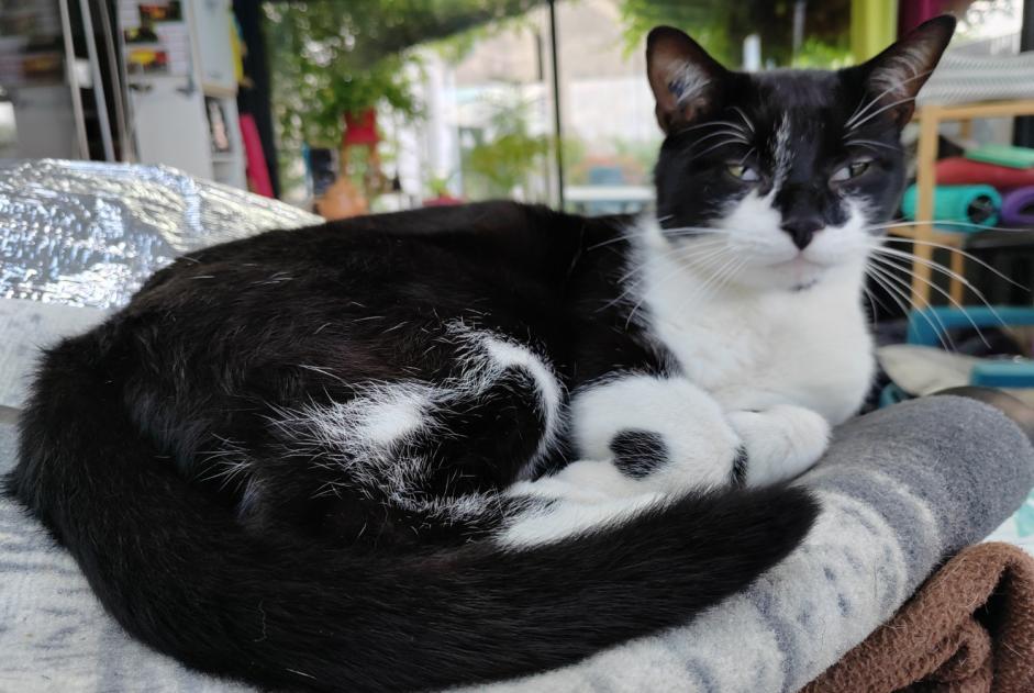 Alerta de Desaparición Gato  Macho , 3 años Morestel Francia