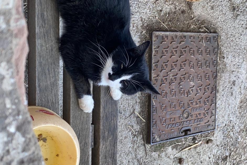 Alerta de Desaparición Gato  Macho , 7 años Bermont Francia