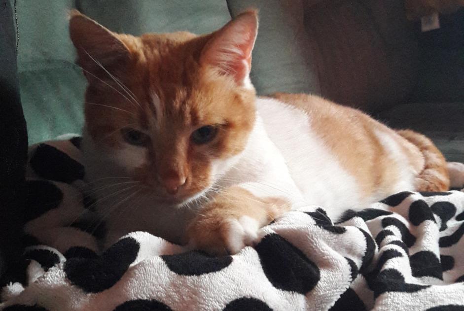 Alerta de Desaparición Gato Macho , 7 años Albi Francia