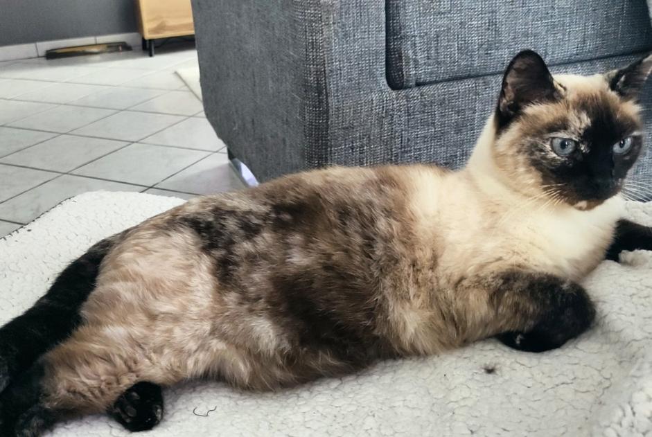 Alerta de Desaparición Gato  Hembra , 12 años Hélette Francia