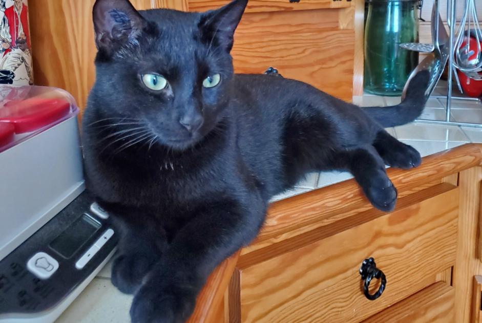 Alerta de Desaparición Gato  Macho , 1 años Vald’Yerre Francia