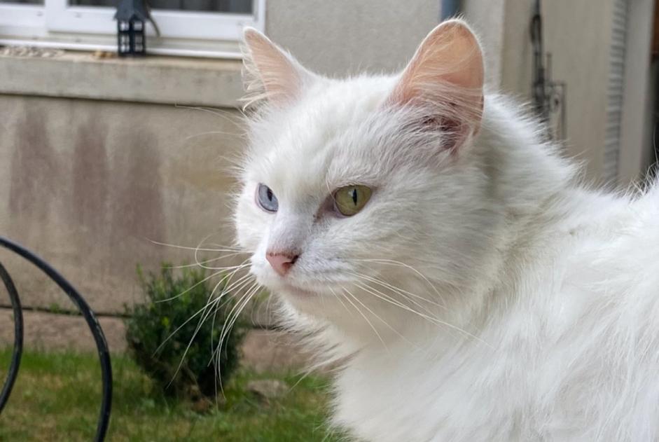 Alerta de Desaparición Gato Hembra , 7 años Couture Francia