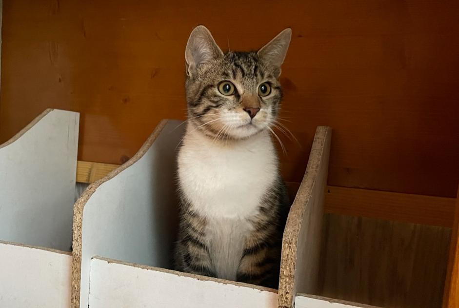 Alerta de Desaparición Gato cruce Macho , 1 años Saint-Sylvestre Francia