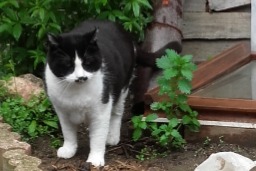 Alerta de Desaparición Gato Macho , 7 años Urbanya Francia