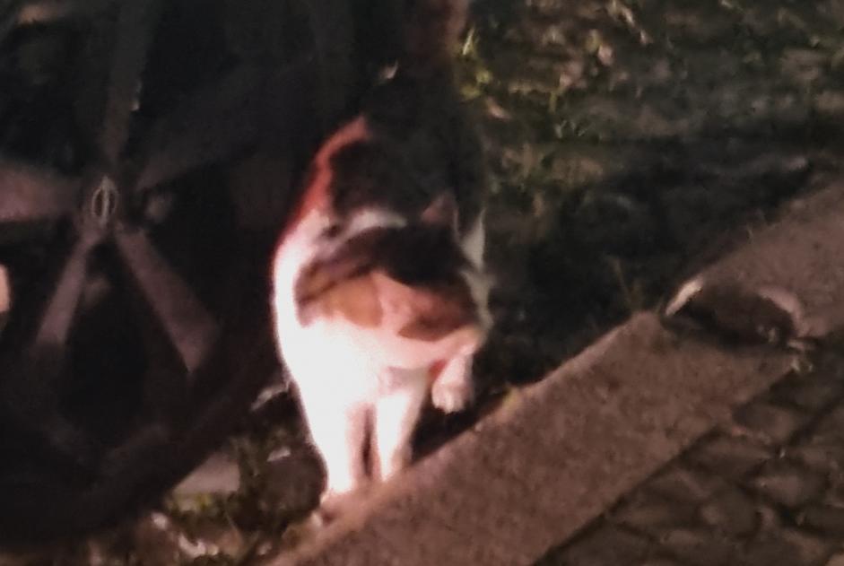 Alerta de Hallazgo Gato Desconocido Leiria Portugal