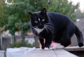 Alerta de Desaparición Gato Macho , 10 años Saint-Laurent-de-la-Prée Francia