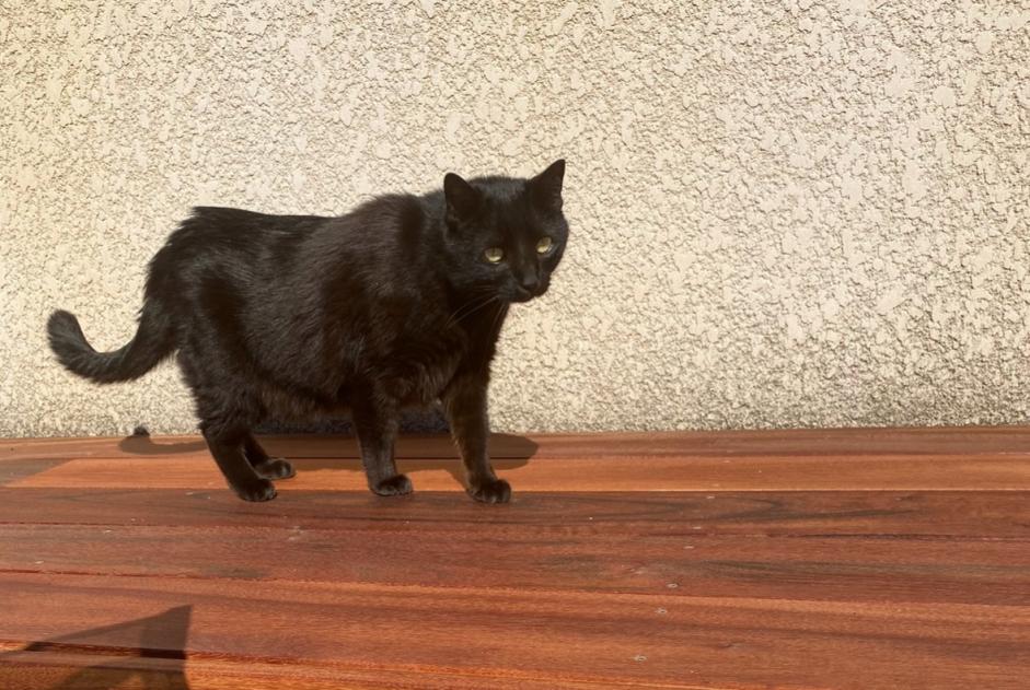 Alerta de Desaparición Gato Macho , 10 años Bastelicaccia Francia