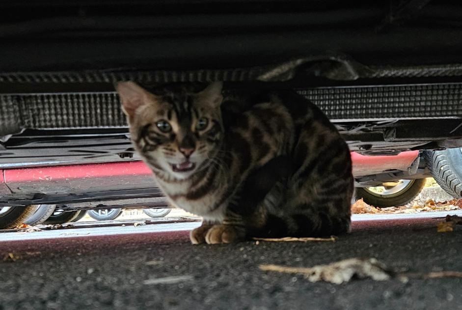 Alerta de Hallazgo Gato Desconocido Orléans Francia