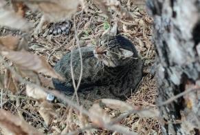 Alerta de Hallazgo Gato  Desconocido Cesson Francia