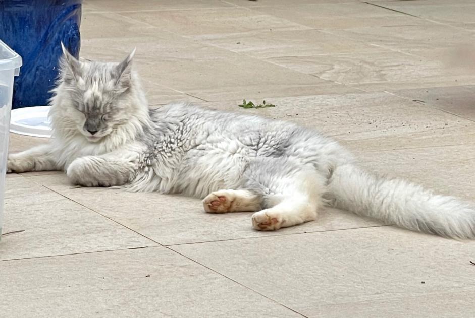 Alerta de Desaparición Gato  Hembra , 2 años São Lourenço Portugal