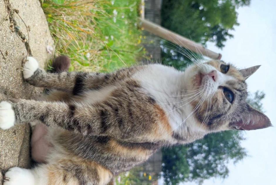 Alerta de Desaparición Gato Hembra , 11 años L'Hermenault Francia