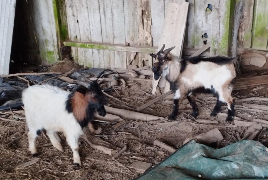 Alerta de Hallazgo Cabra Macho Le Mené Francia