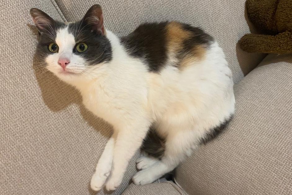 Alerta de Desaparición Gato Hembra , 4 años Porto Portugal