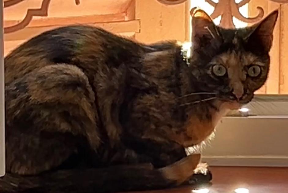 Alerta de Desaparición Gato Hembra , 2 años Simandre-sur-Suran Francia