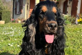 Alerta de Desaparición Perro  Hembra , 3 años Saint-Quentin-Fallavier Francia