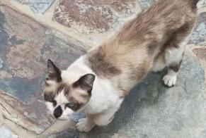 Alerta de Hallazgo Gato Hembra , 4 años Penamacor Portugal