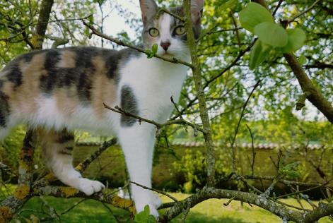 Alerte Disparition Chat Femelle , 9 ans Neuvicq-le-Château France