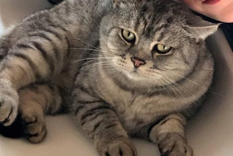 Alerte Disparition Chat  Mâle , 10 ans Floing France