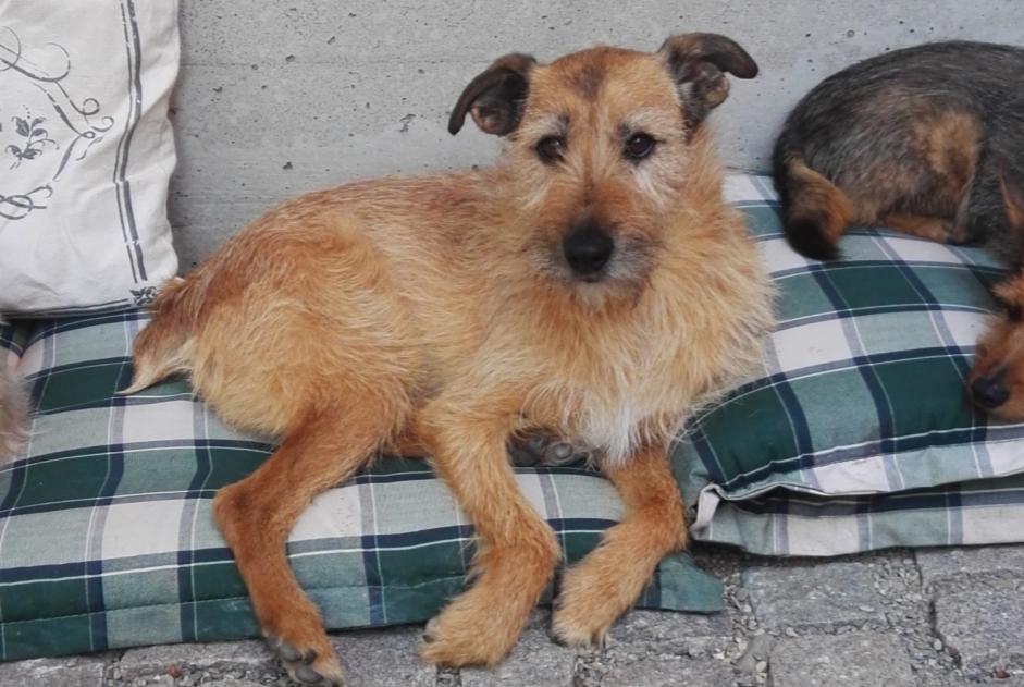 Alerte Disparition Chien croisement Mâle , 14 ans Kunheim France