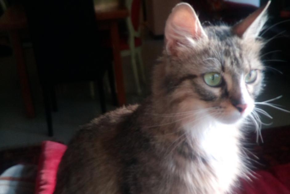 Alerte Disparition Chat Femelle , 7 ans Reims France