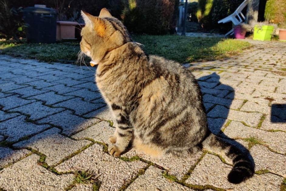 Alerte Disparition Chat  Mâle , 8 ans Tulle France