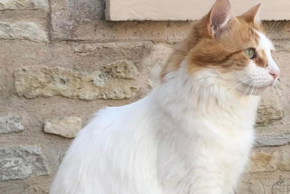 Alerte Disparition Chat croisement Mâle , 5 ans Chaville France