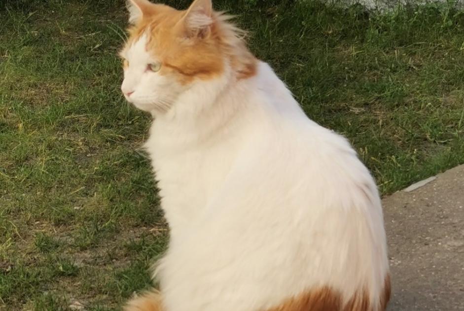 Alerte Disparition Chat croisement Mâle , 5 ans Chaville France