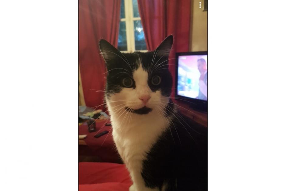 Alerte Disparition Chat Mâle , 10 ans Saint-Germain-la-Blanche-Herbe France