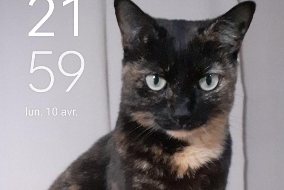 Alerte Disparition Chat  Femelle , 11 ans Perpignan France