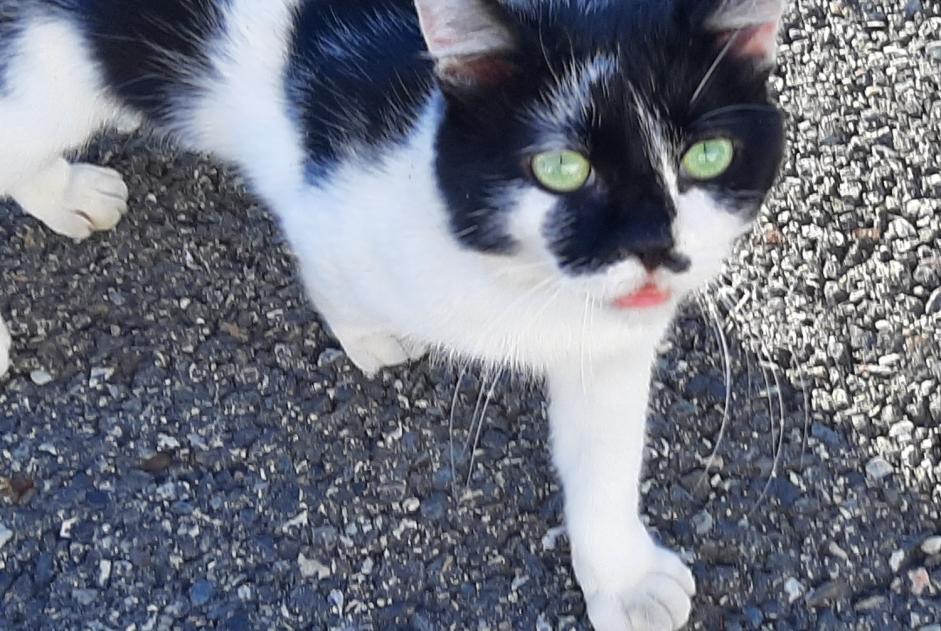 Alerte Disparition Chat croisement Mâle , 2 ans Toulouse France