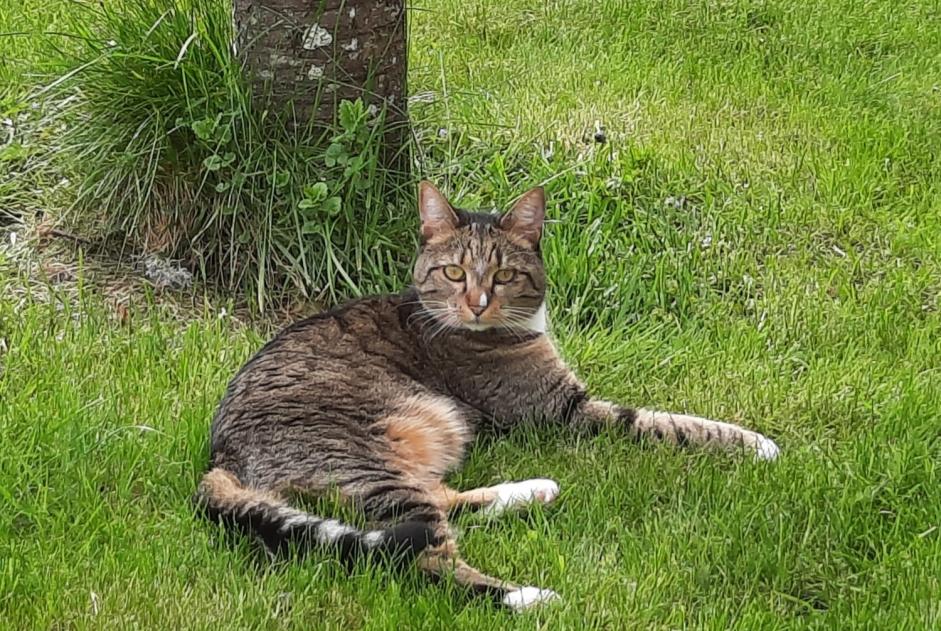 Alerte Disparition Chat croisement Femelle , 4 ans Marigny-l'Église France